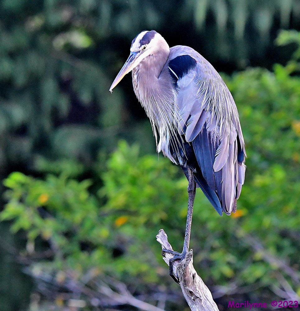 DSC_7607_001.JPG