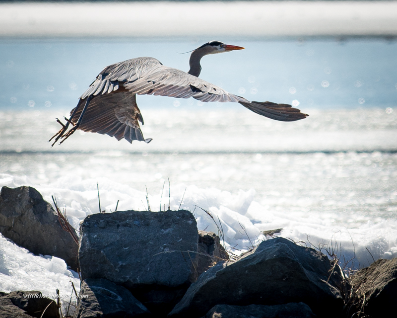 DSC_7608_10149-2.jpg