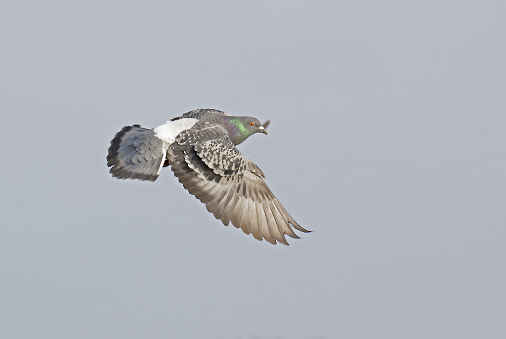 DSC_7609.jpg