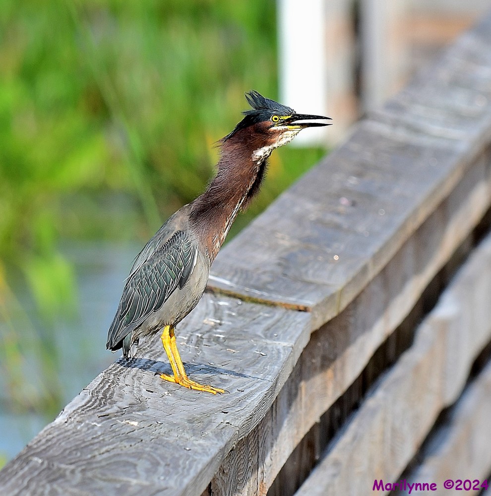 DSC_7609_001.JPG