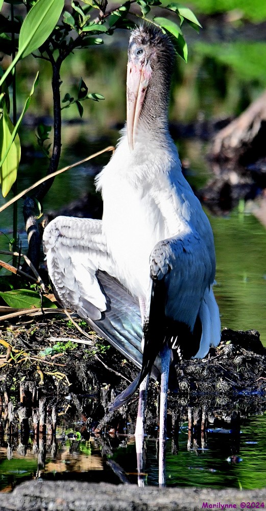 DSC_7611_001.JPG