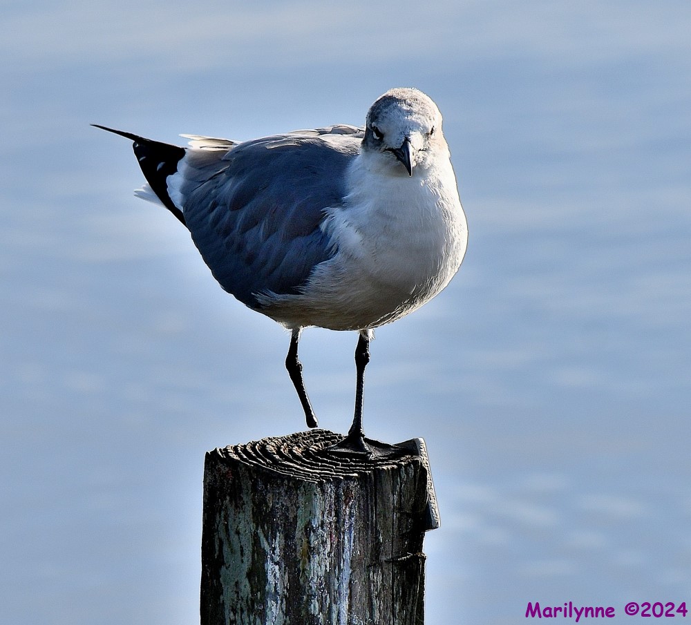 DSC_7611_001.JPG