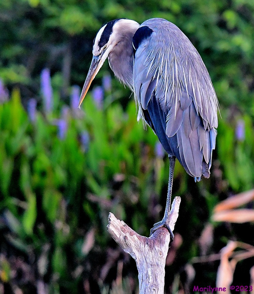 DSC_7612_001.JPG