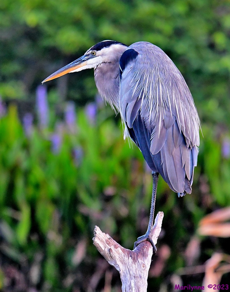 DSC_7615_001.JPG