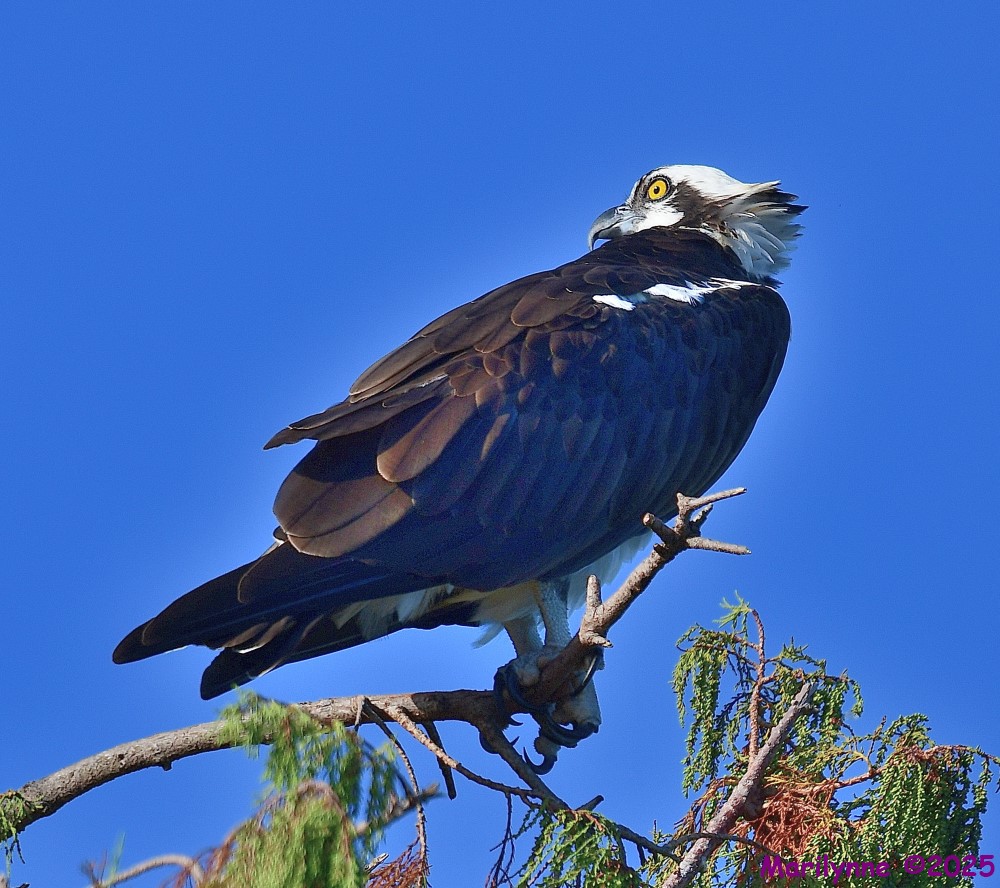DSC_7616_001.JPG
