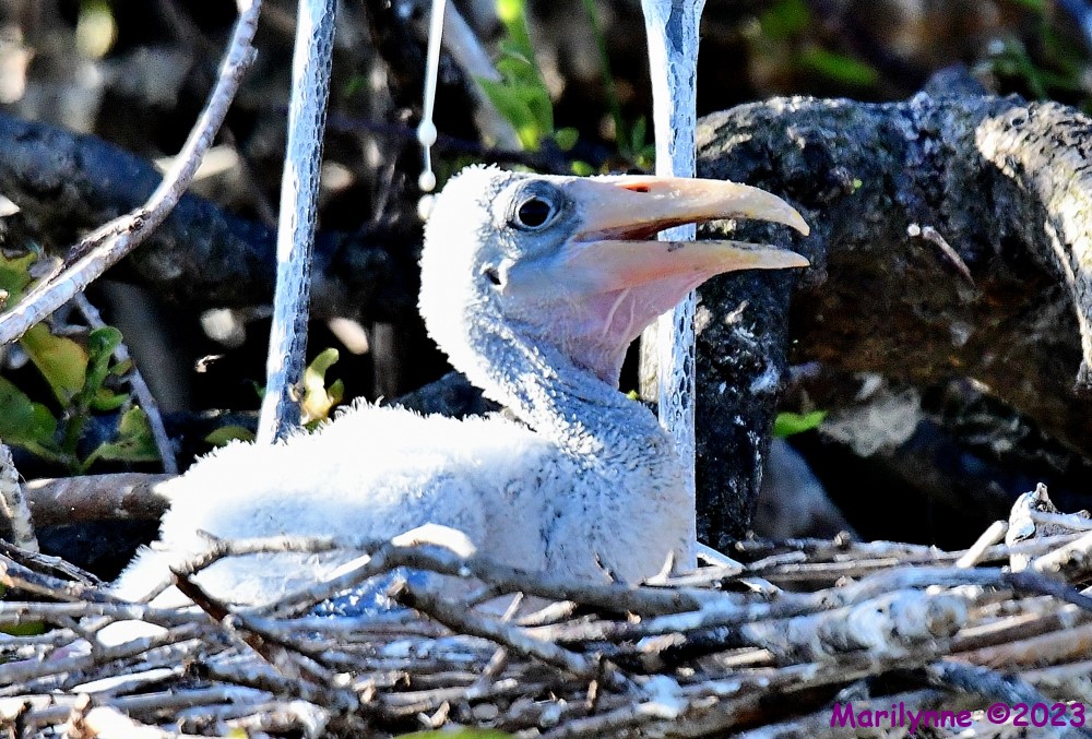 DSC_7617_001.JPG