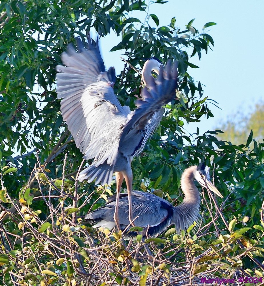 DSC_7617_001.JPG