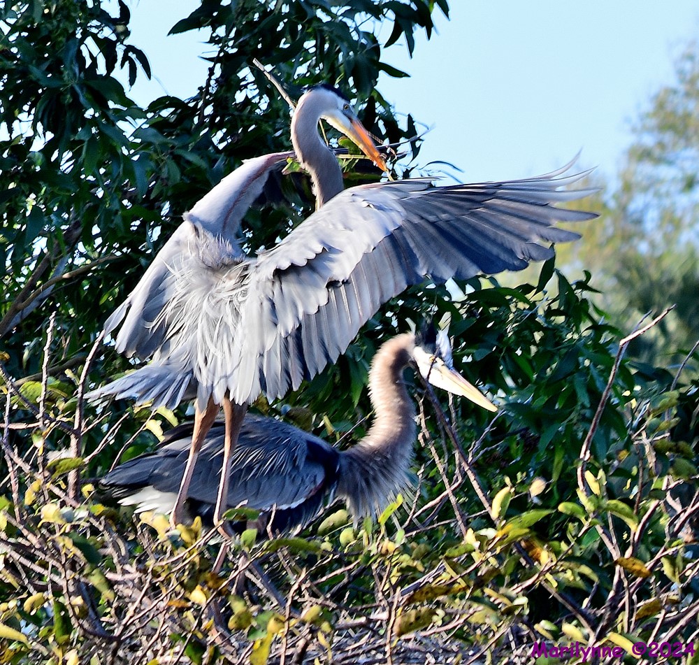DSC_7618_001.JPG
