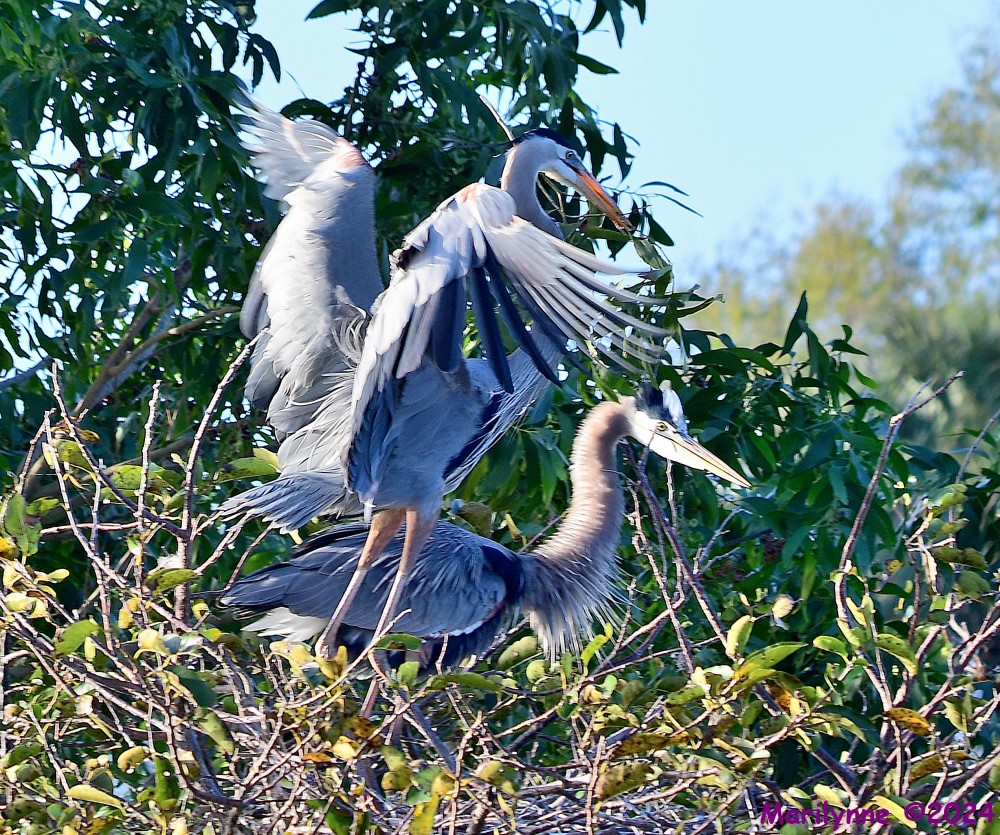 DSC_7619_001.JPG