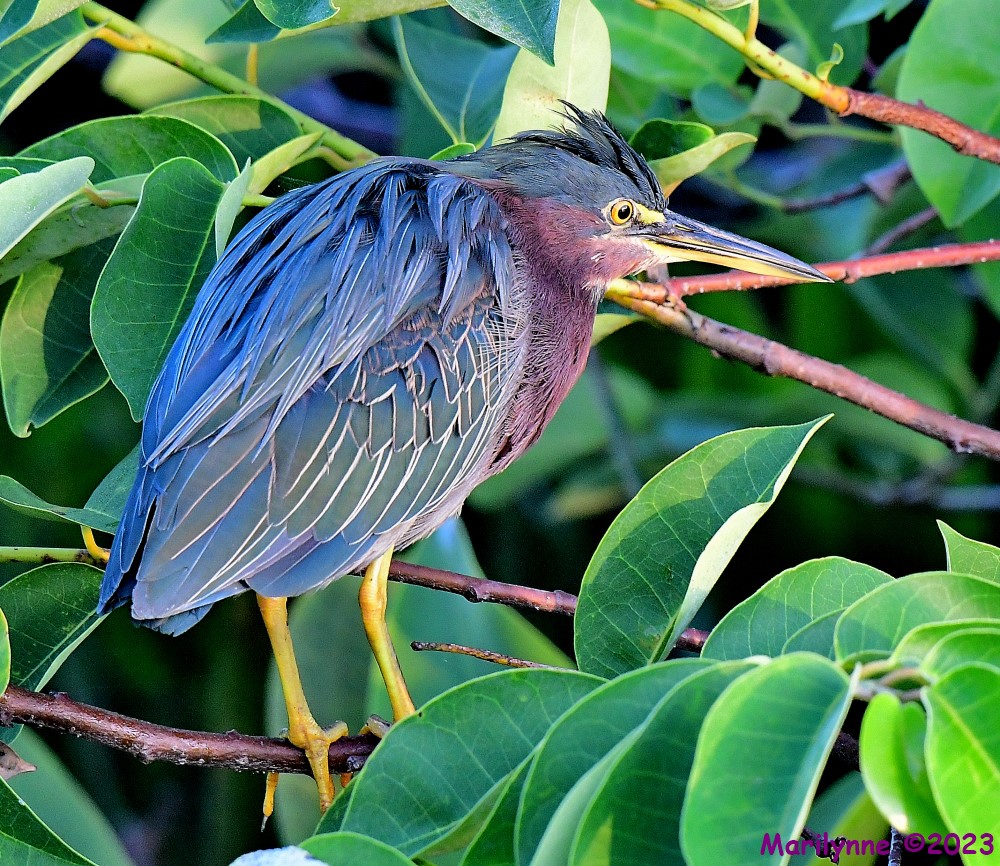 DSC_7620_001.JPG