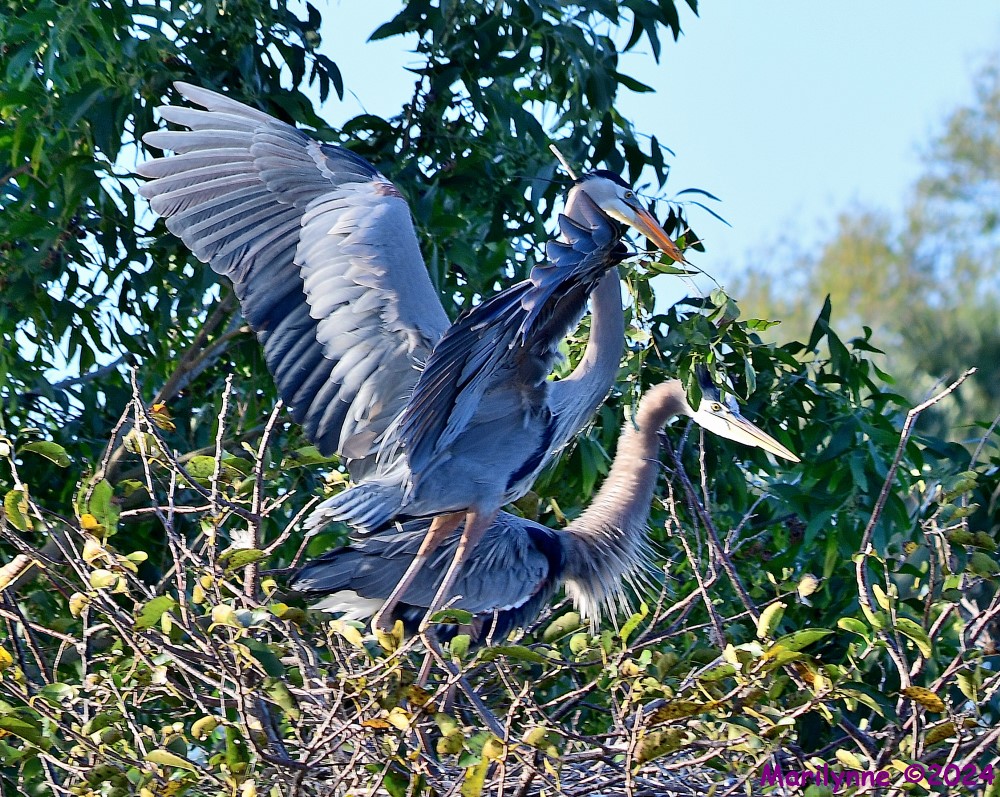 DSC_7620_001.JPG