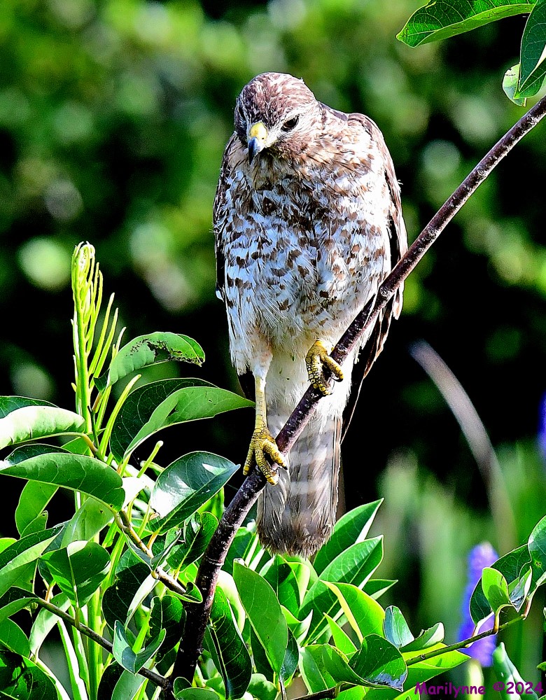 DSC_7620_001.JPG