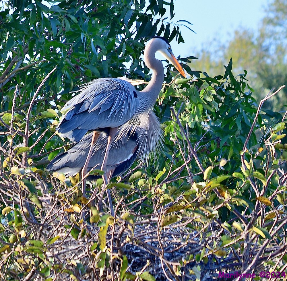 DSC_7621_001.JPG