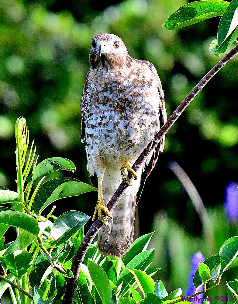 DSC_7621_001.JPG