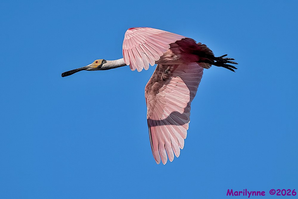 DSC_7624 copy_001.JPG