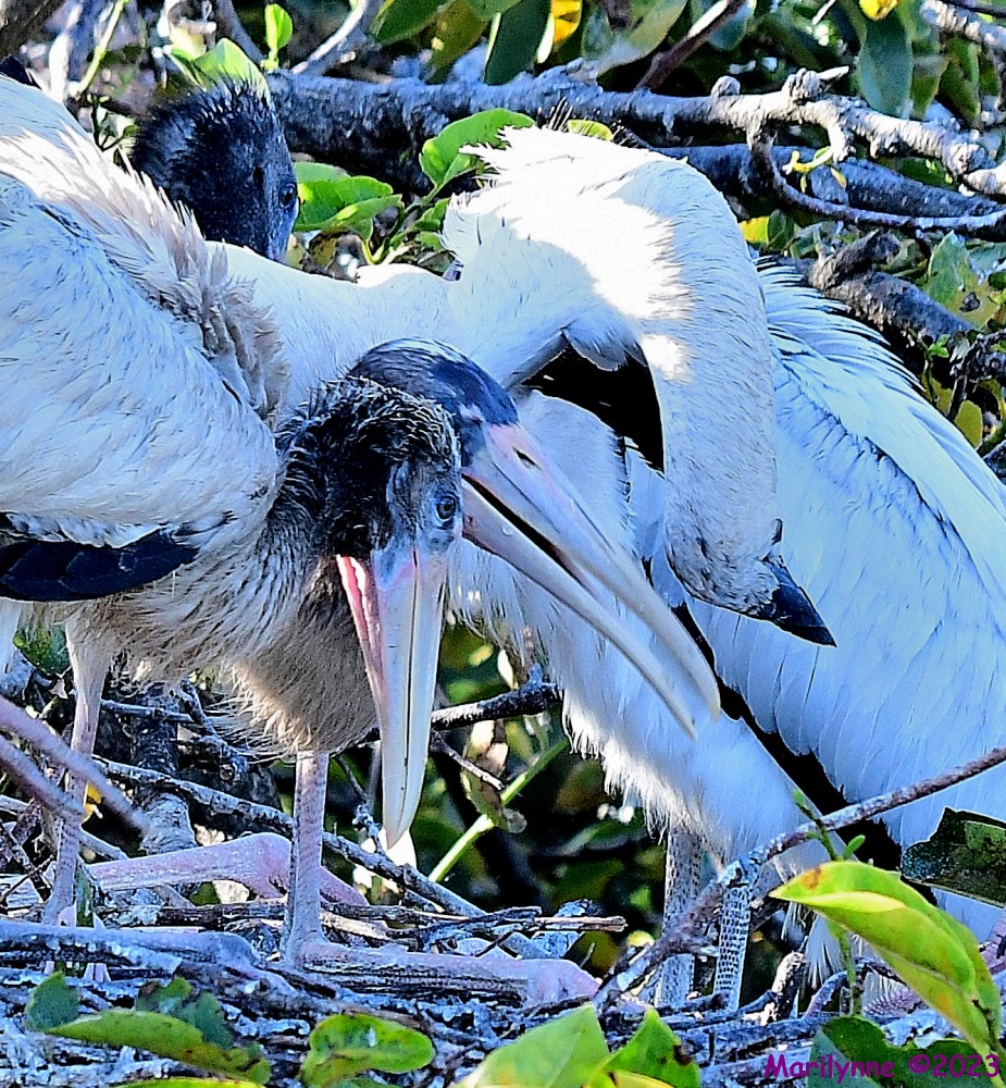 DSC_7626_001.JPG