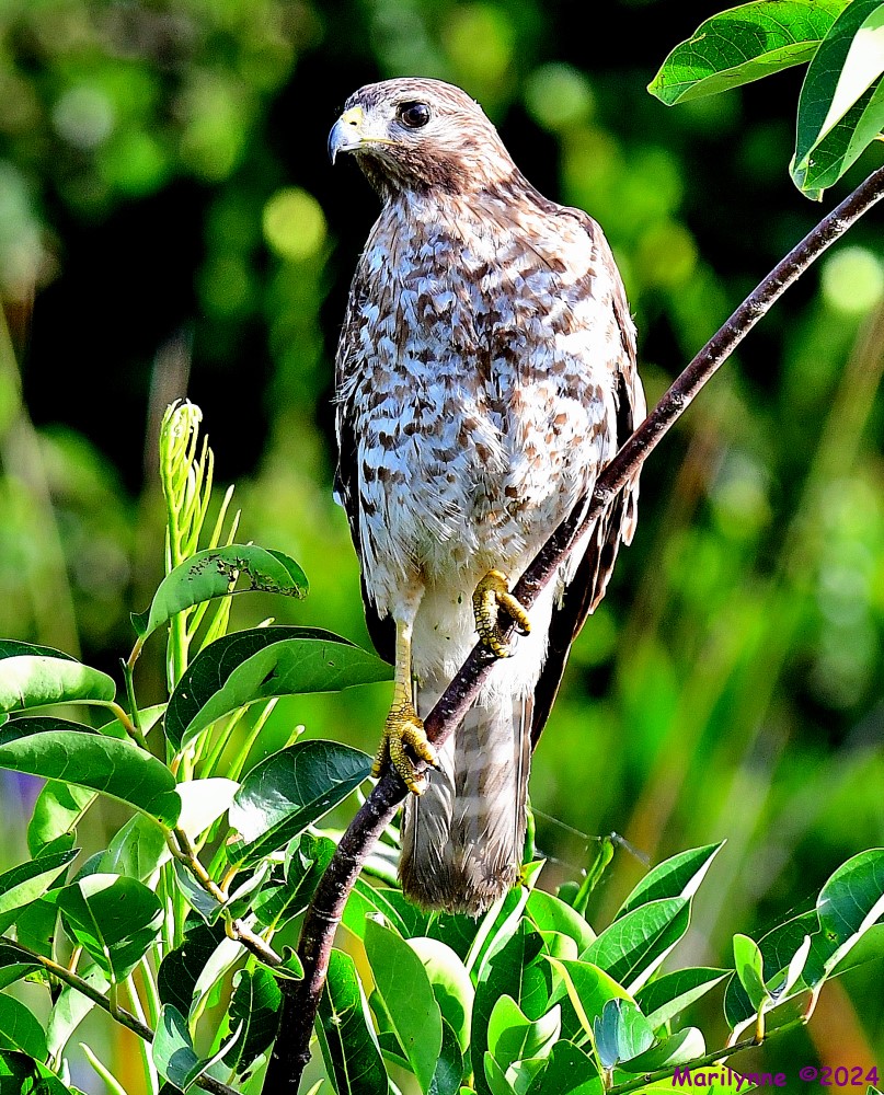 DSC_7626_001.JPG