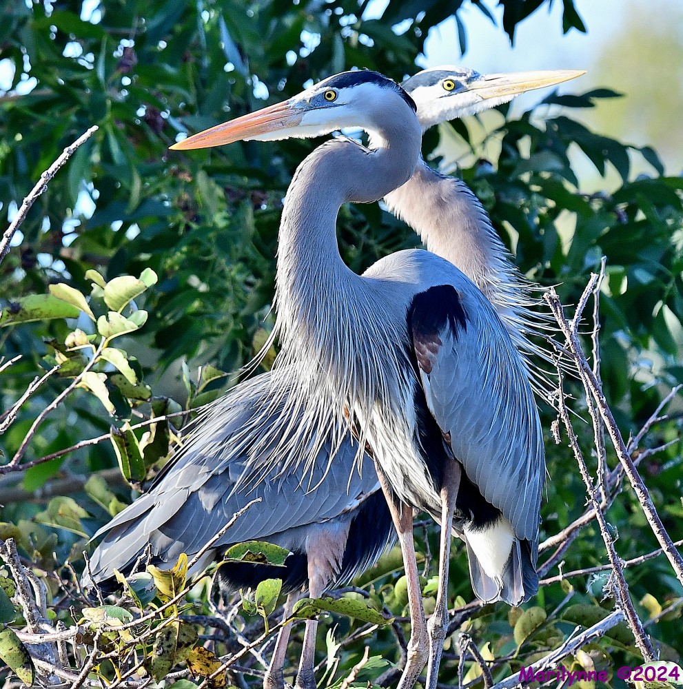 DSC_7627_001.JPG