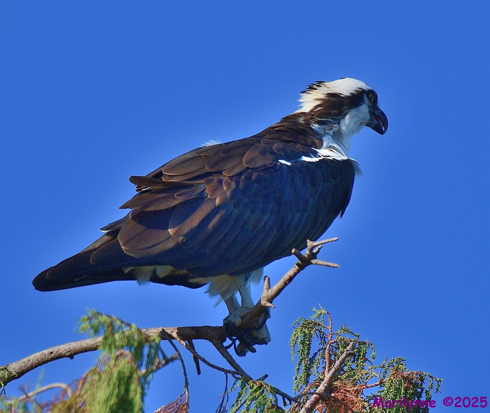 DSC_7629_001.JPG