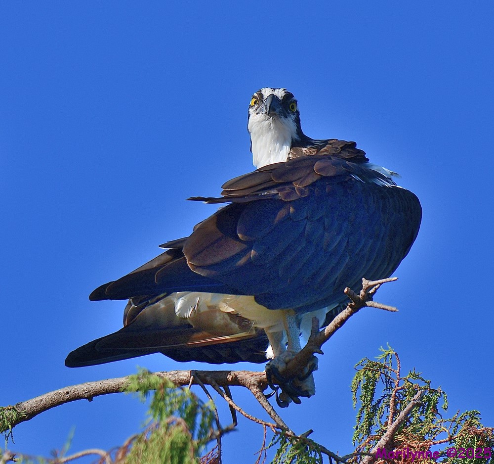 DSC_7630_001.JPG