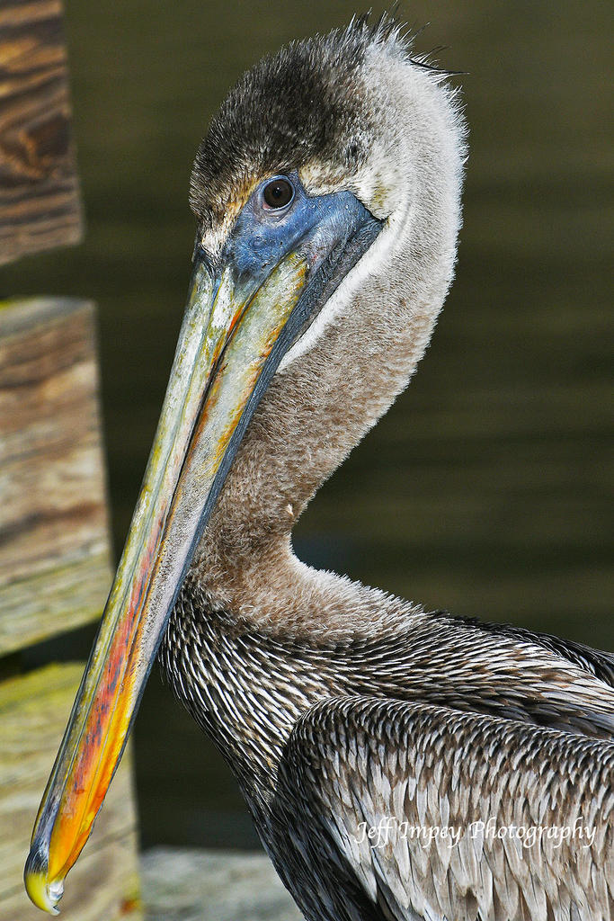 DSC_7633.jpg