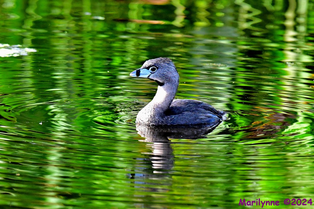 DSC_7633_001.JPG