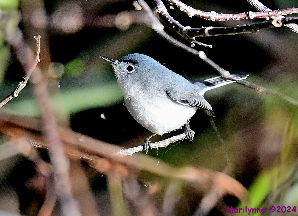 DSC_7634_001.JPG