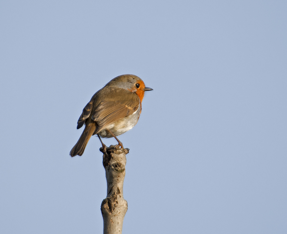 DSC_7635.jpg