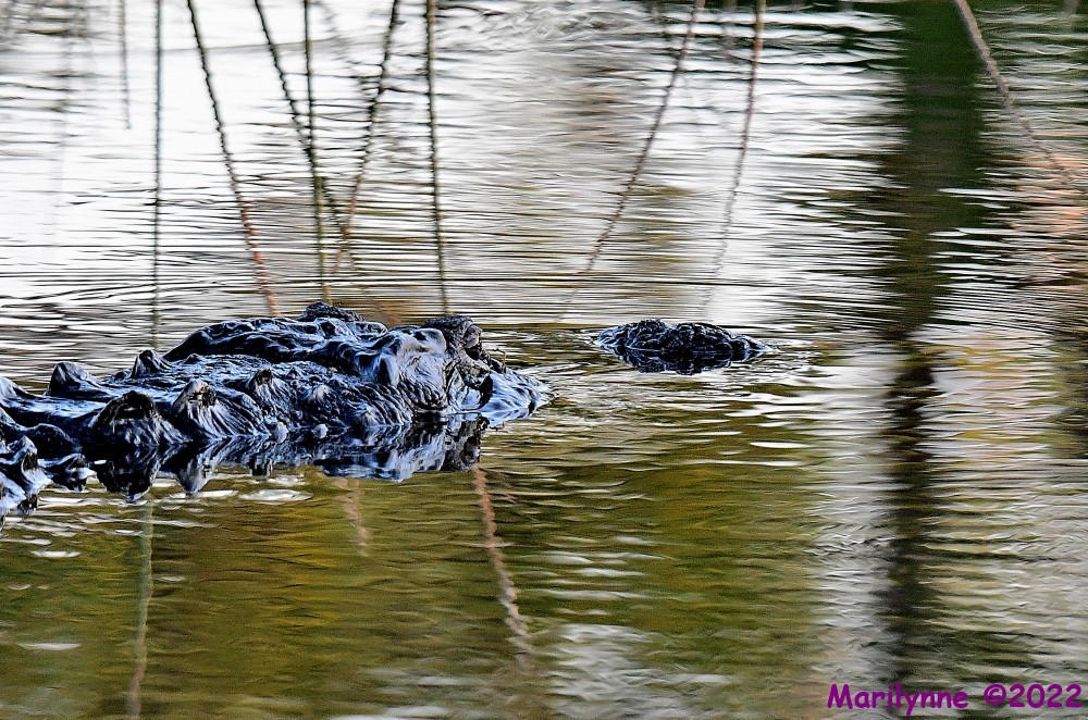 DSC_7635_001.JPG