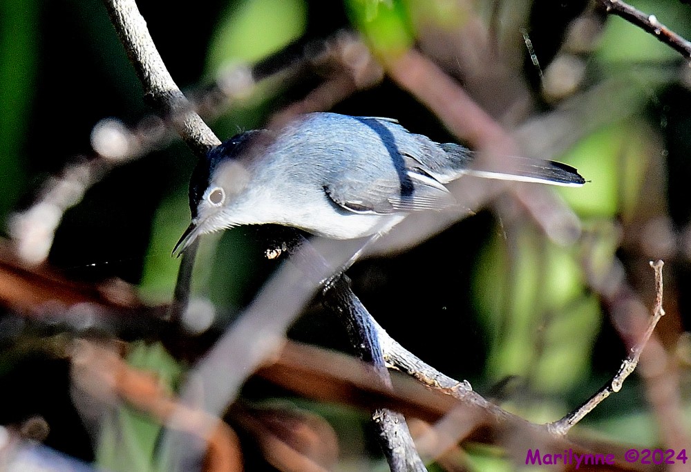 DSC_7636_001.JPG