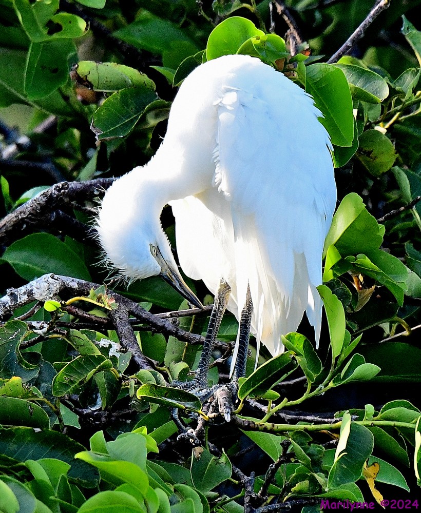 DSC_7636_001.JPG