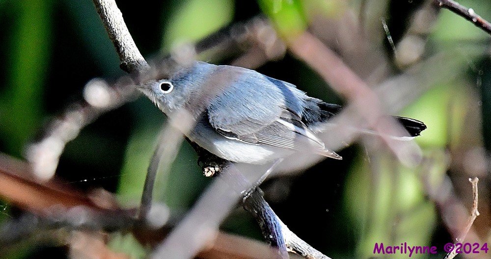 DSC_7637_001.JPG