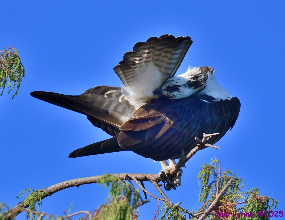 DSC_7637_001.JPG