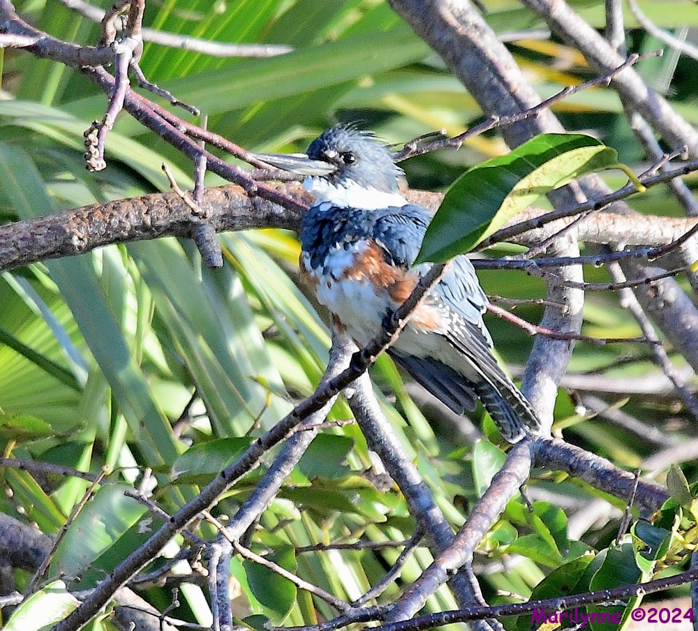 DSC_7639_001.JPG