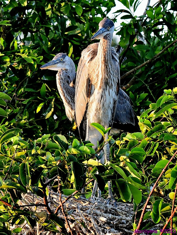 DSC_7643_001.JPG