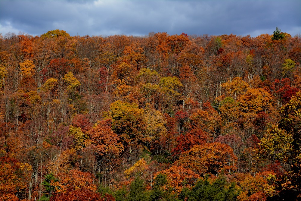 DSC_7646.JPG