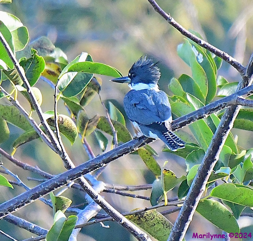 DSC_7646_001.JPG