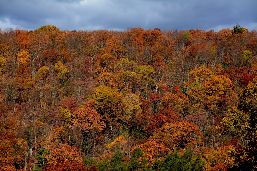 DSC_7646_01.JPG