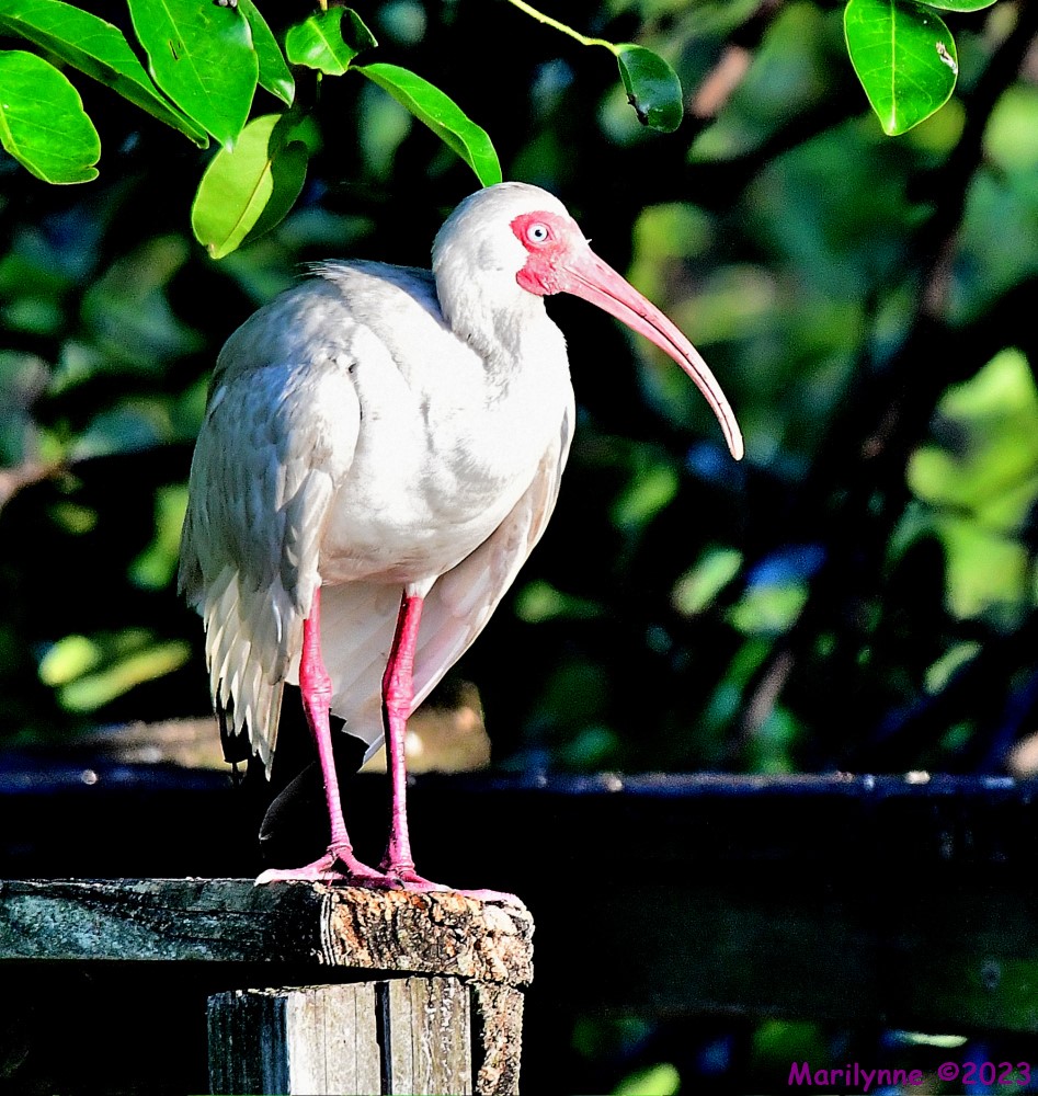 DSC_7647_001.JPG