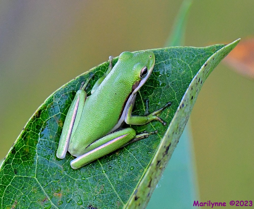DSC_7647_001.JPG