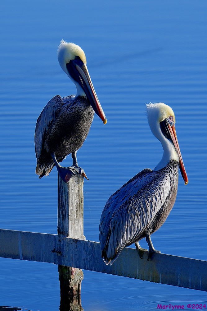 DSC_7650_001.JPG