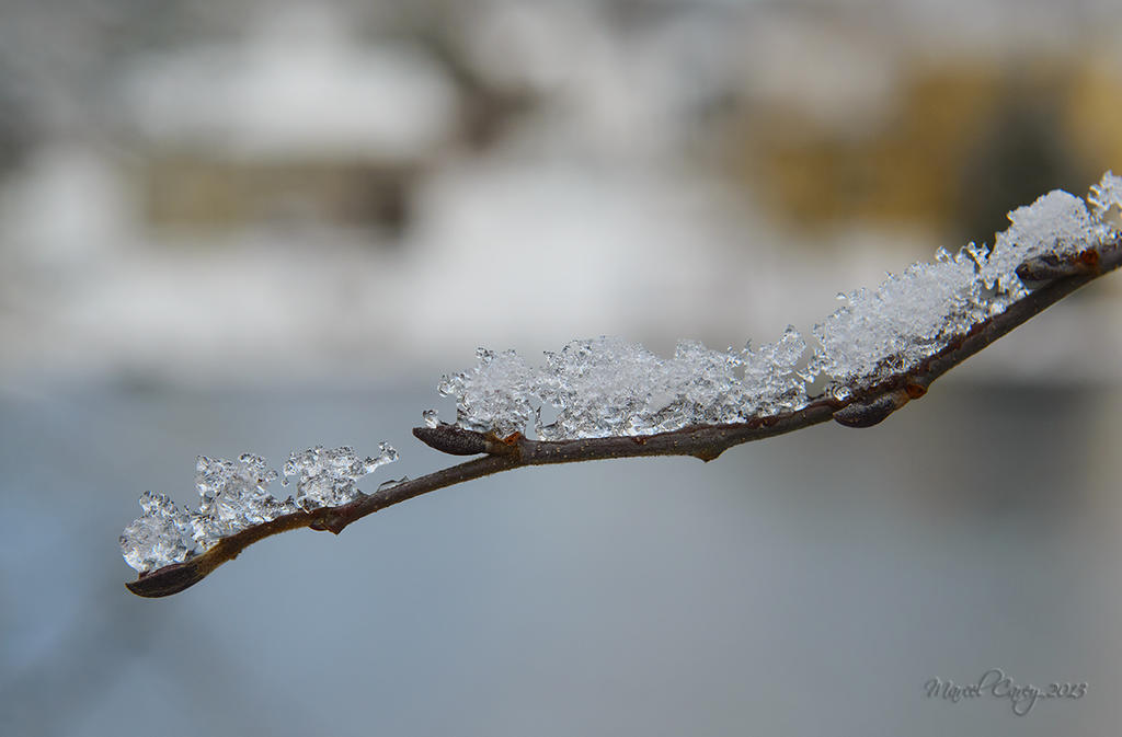 DSC_7653 flckr.jpg