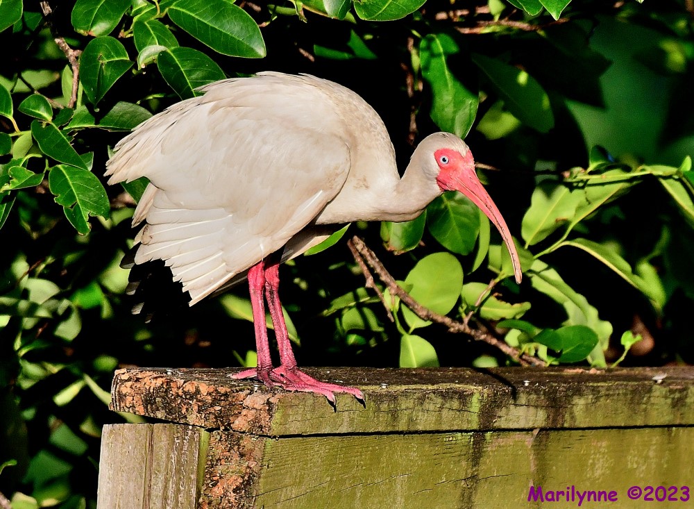 DSC_7653_001.JPG