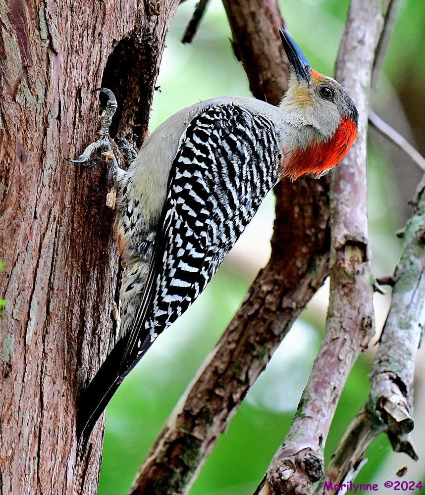 DSC_7653_001.JPG