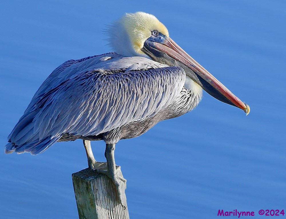 DSC_7653_001.JPG