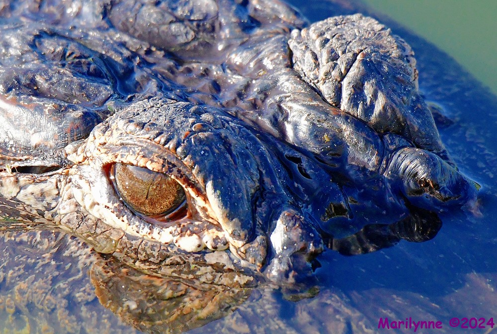 DSC_7654_001.JPG
