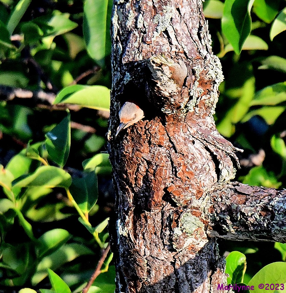 DSC_7655_001.JPG