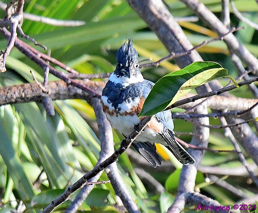 DSC_7656_001.JPG