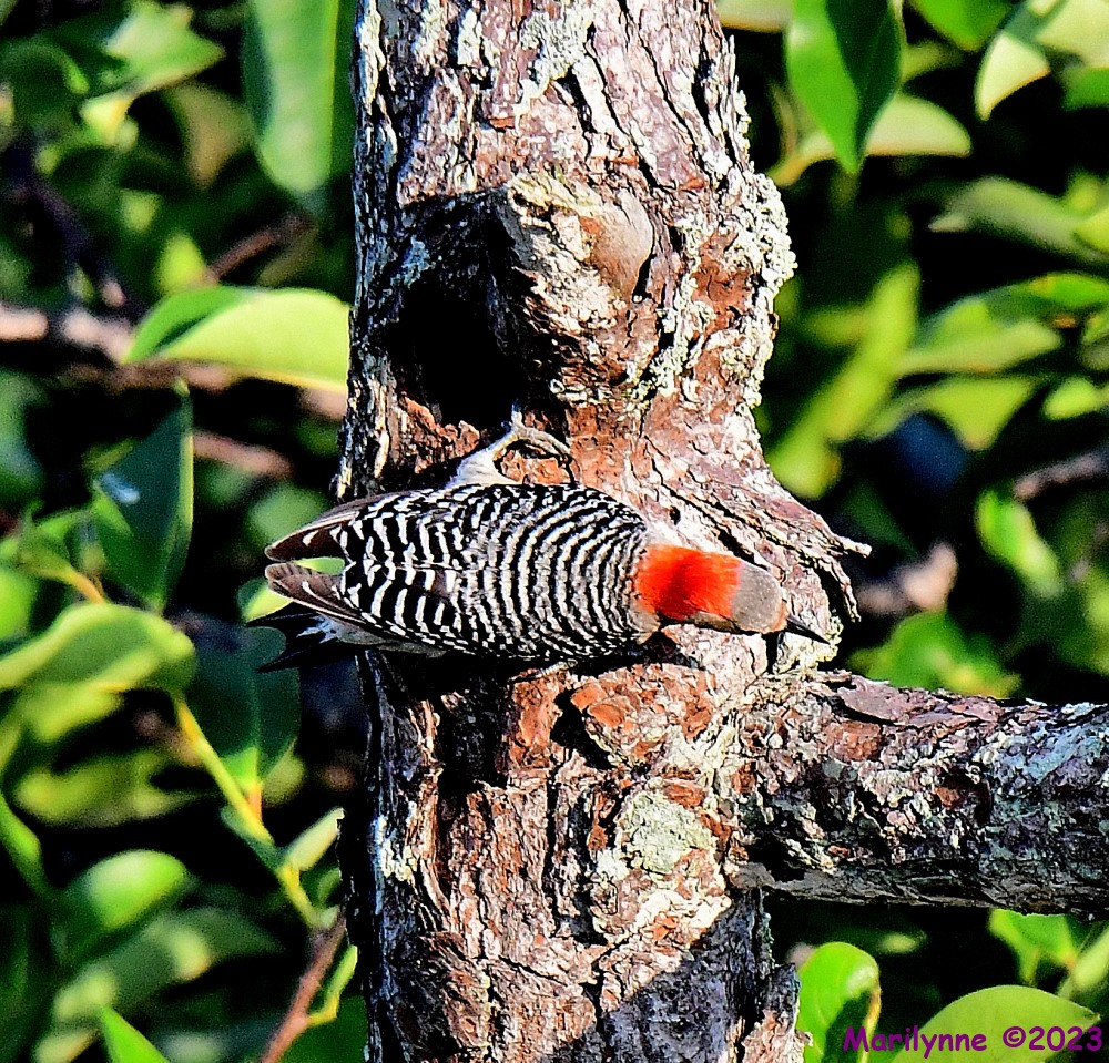 DSC_7658_001.JPG