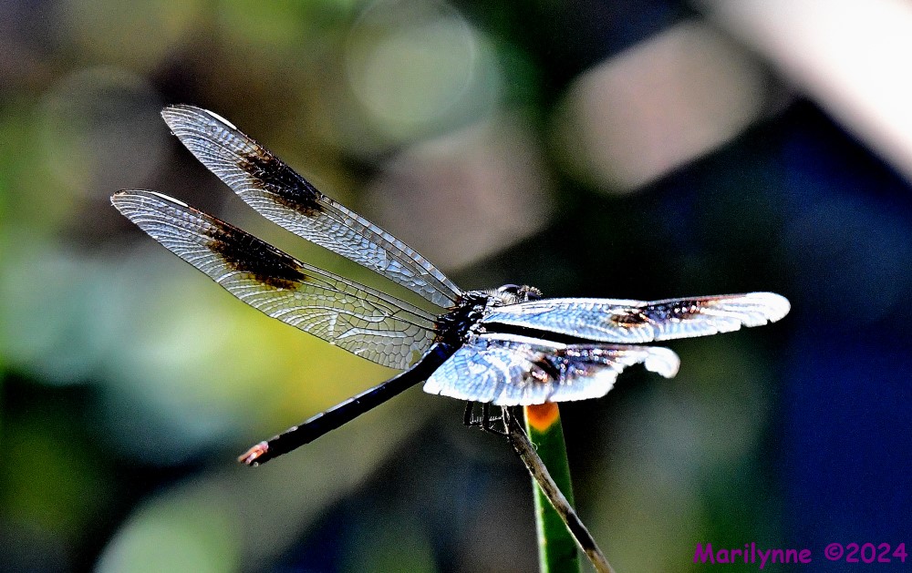 DSC_7658_001.JPG